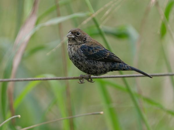 Jacarinagors (Volatinia jacarina)